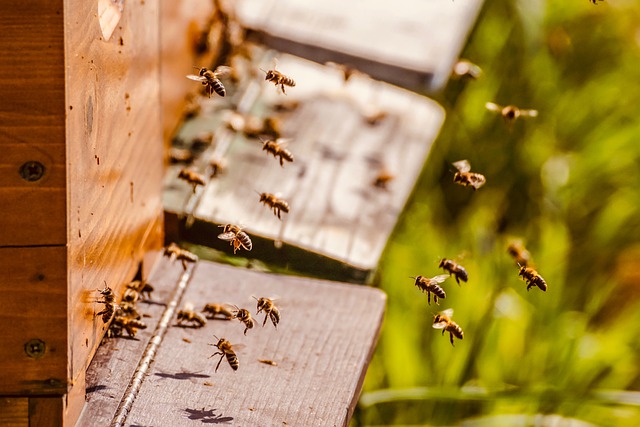 Pčele, ilustracija, foto: Susanne Jutzeler, preuzeto: pixabay