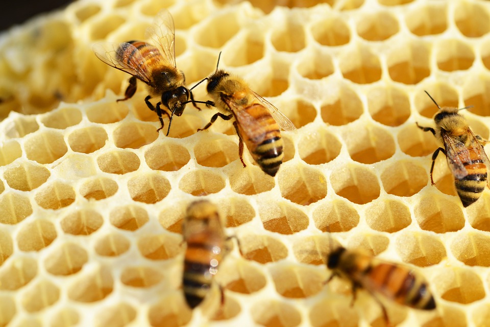 Ilustracija, pčele, foto: pixabay, autor: Worcestershire