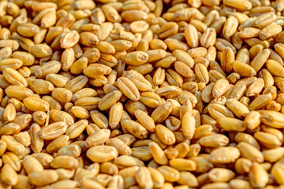 Pšenica, ilustracija, foto: Suraj Tripathi, pixabay.com