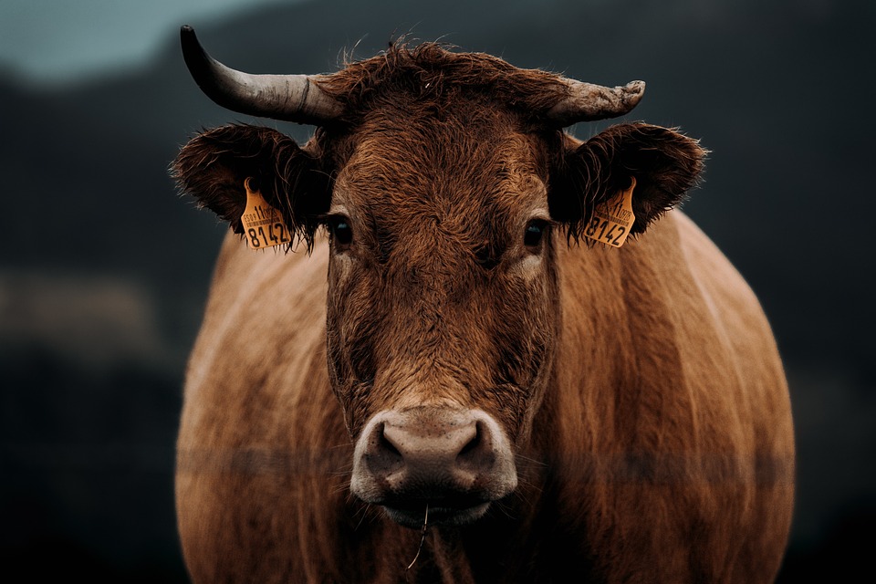 Krava, ilustracija, foto: Avelino Calvar Martinez, pixabay.com