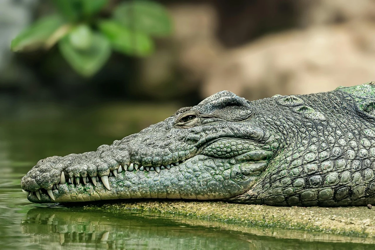 Aligator, illustracija, foto: pixabay.com